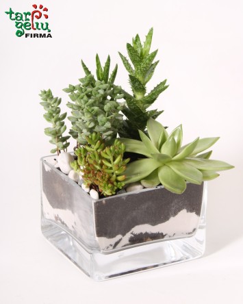 Sukulentų kompozicija