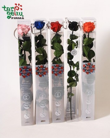 Стабилизированая роза