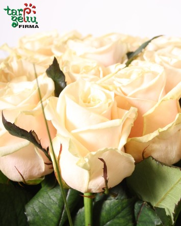 Cream Roses Bouquet