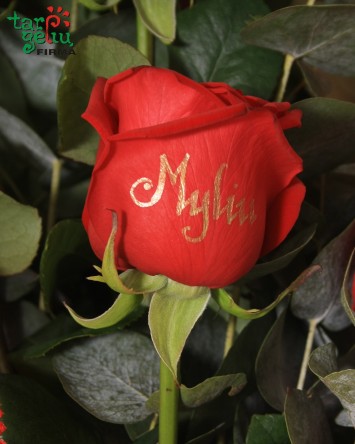 Bouquet of roses "Feelings"