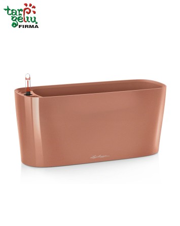 Orchid and Window Box