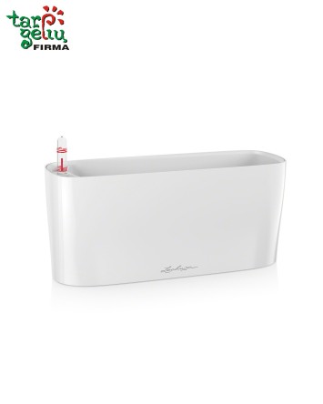 Orchid and Window Box