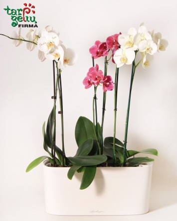 Orchid and Window Box