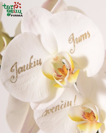 Orchid and Window Box