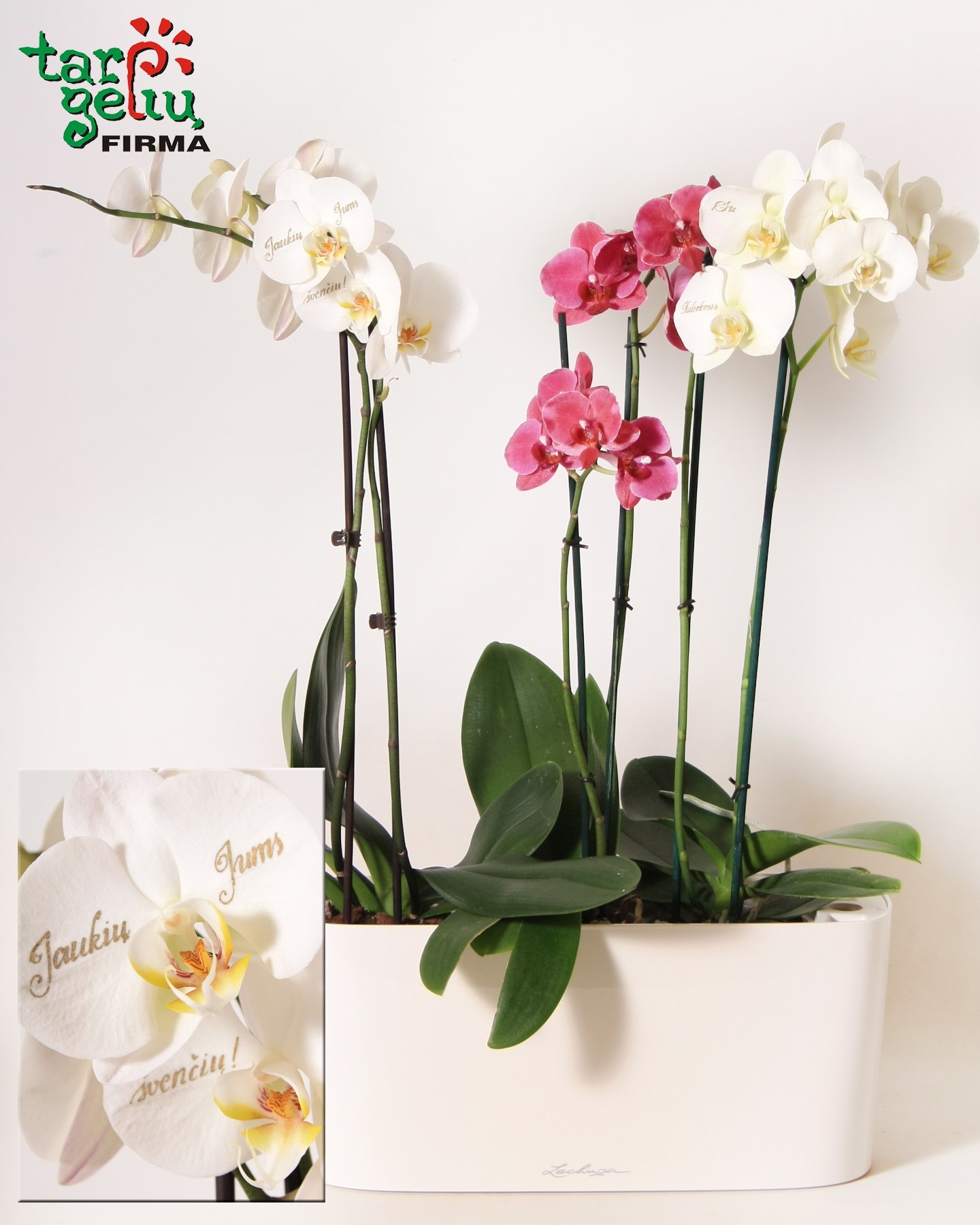 Orchid and Window Box