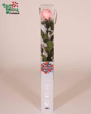 Стабилизированая роза