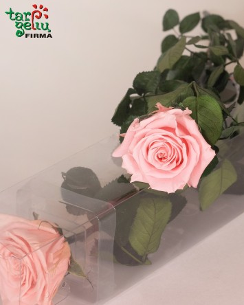 Стабилизированая роза