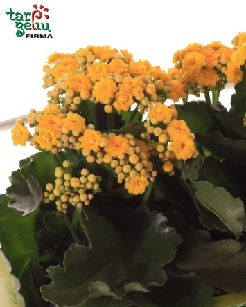 Gėlės vazone krepšelyje "Yula"