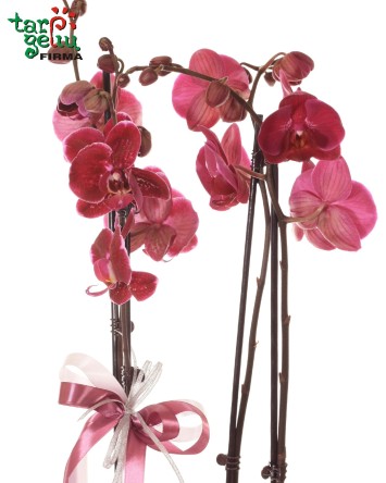 Orchidėja (Phalaenopsis) dėžutėje