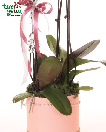 Orchidėja (Phalaenopsis) dėžutėje