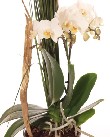 Mini Orchid & Planter