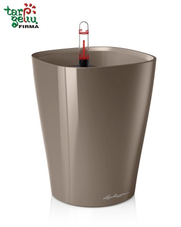 Mini Orchid & Planter