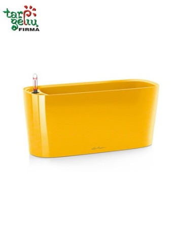 Orchid and Window Box