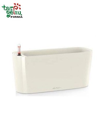 Orchid and Window Box