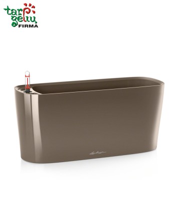 Orchid and Window Box