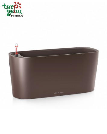 Orchid and Window Box