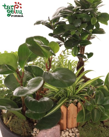 "Miniatiurinis sodas"