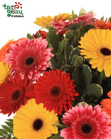 Colorful Bouquet of Gerbera