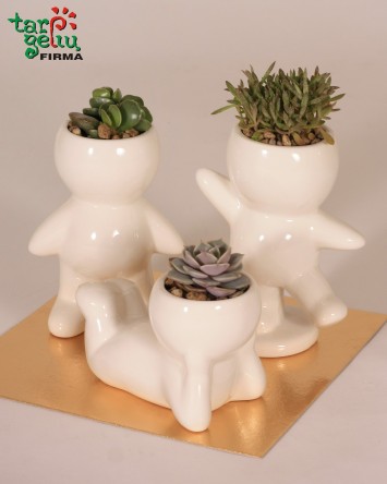 Augalas vazonėlyje "Šypsokis"