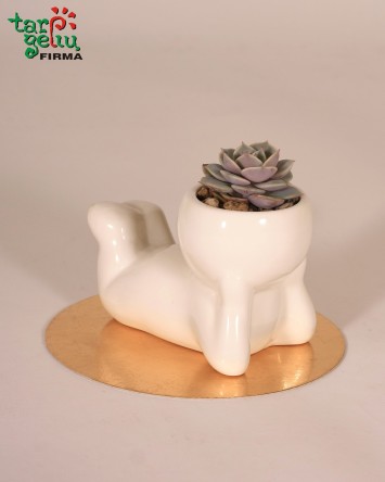 Plant in a pot "Smile"