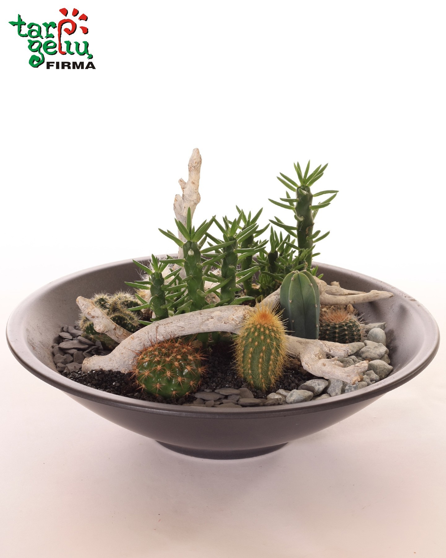 Sukulentų ir kaktusų kompozicija