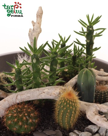 Sukulentų ir kaktusų kompozicija