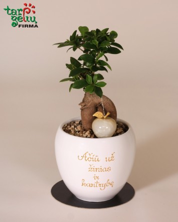 Dovana mokytojui "Augalas su palinkėjimu"