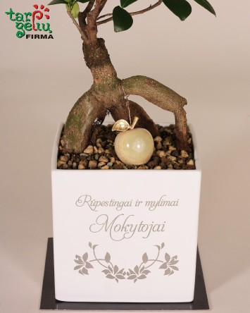 Bonsai "Mylimai mokytojai"