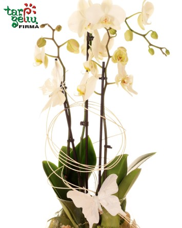 Arrangement "Orchids Dream"