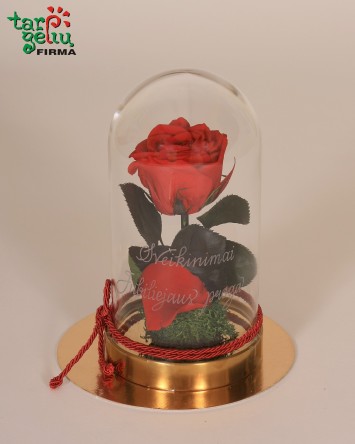 "Mieganti" rožė po gaubtu...