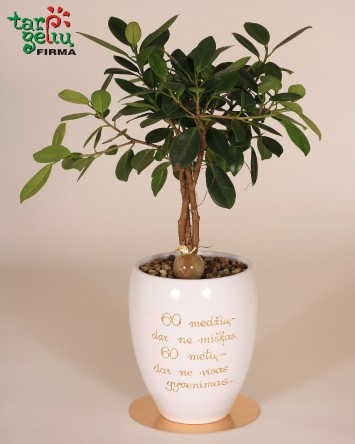 Augalas jubiliejaus proga