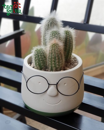 Kaktuso kompozicija...