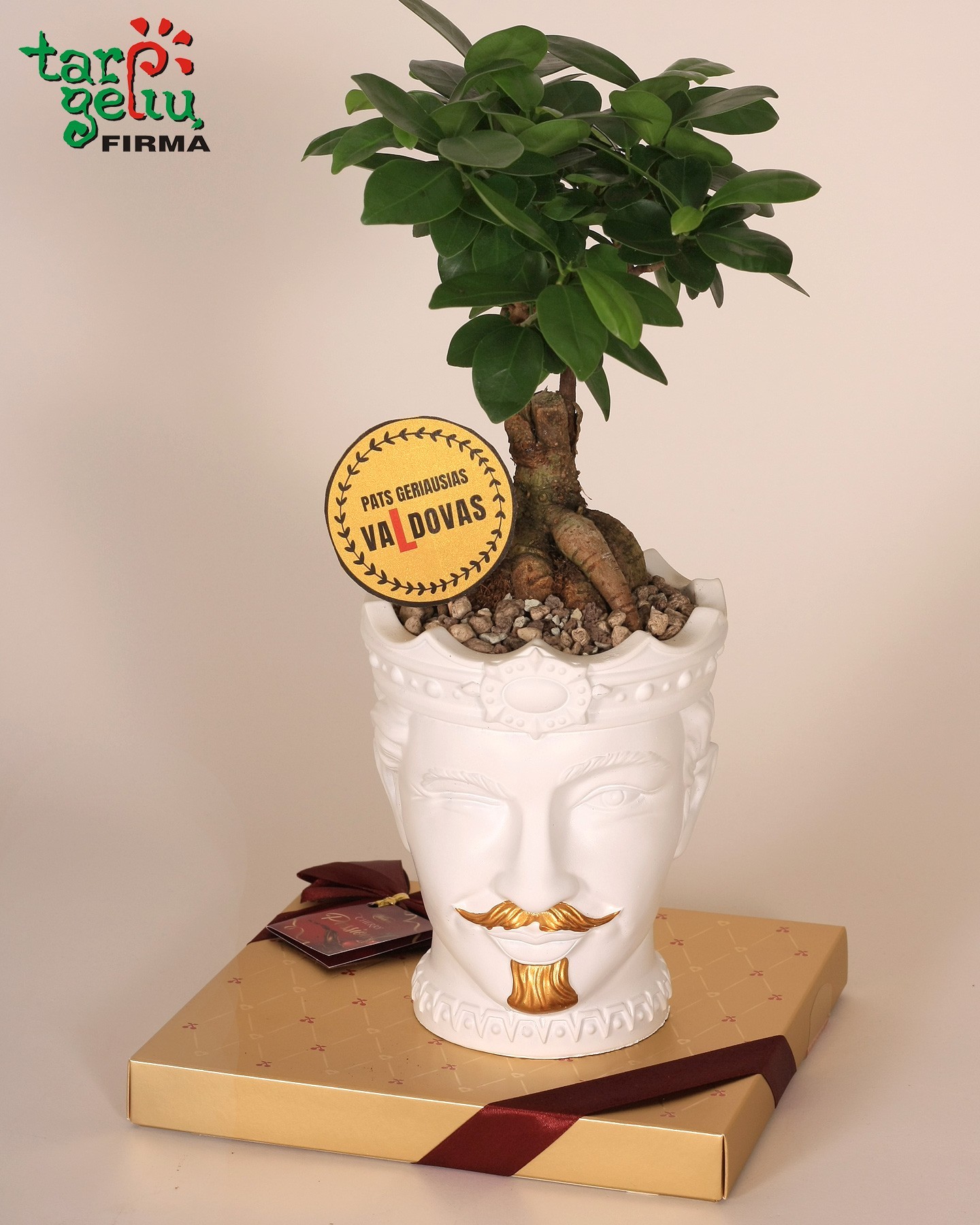 Замиакулькас и кашпо