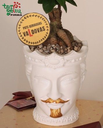 Замиакулькас и кашпо