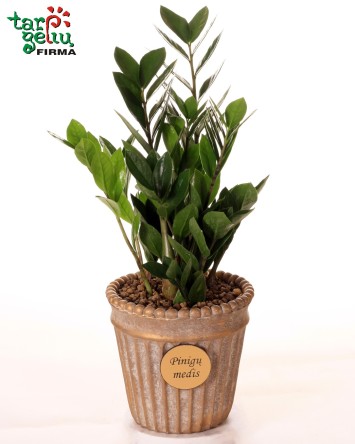 Zamioculcas + pot