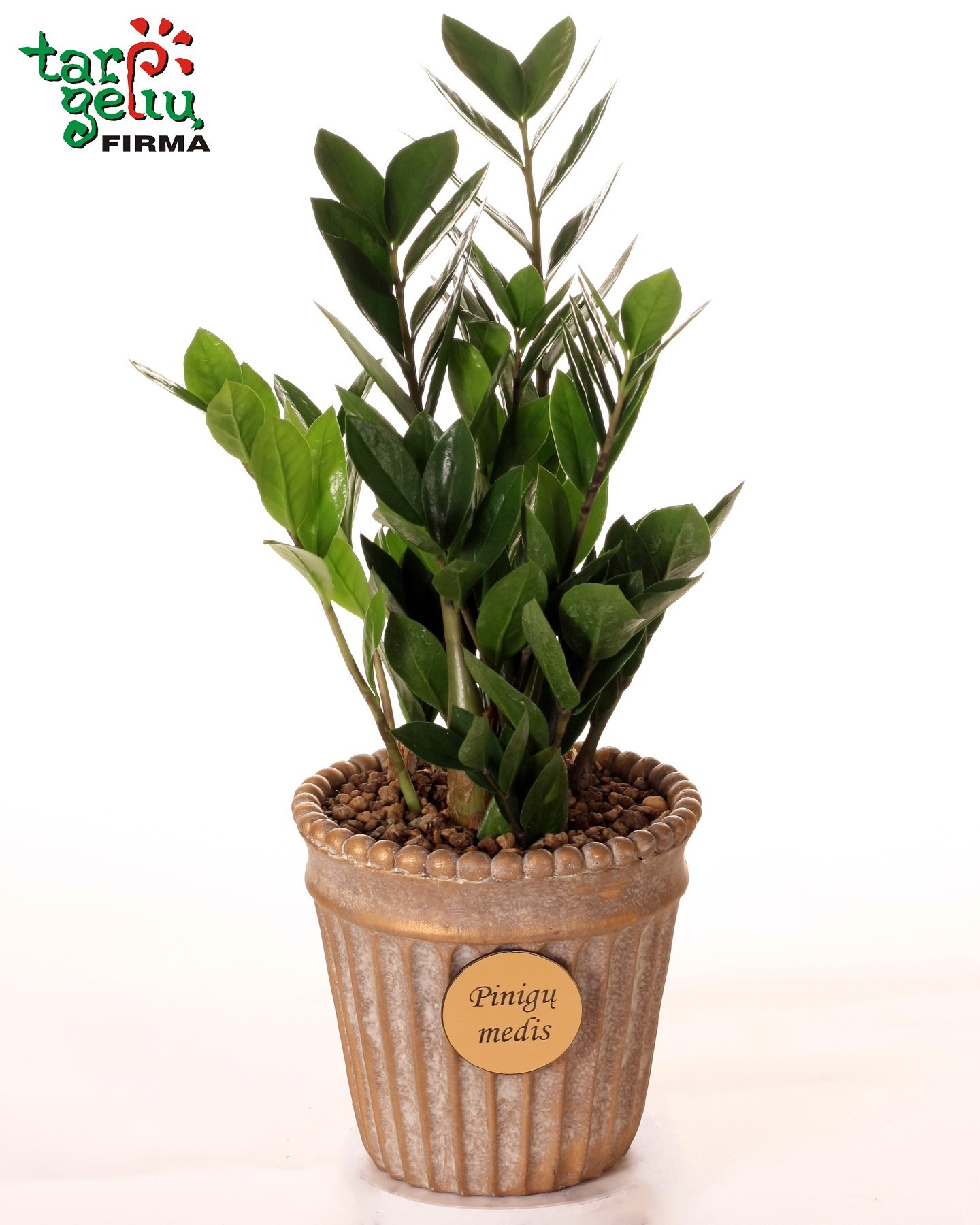 Zamioculcas + pot