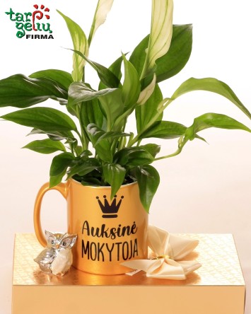 "Auksinė mokytoja"